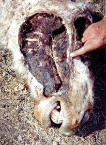 Horse%20mutilations